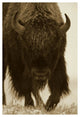 "American Bison portrait in snow, North America" Paper Art, 18"x26"