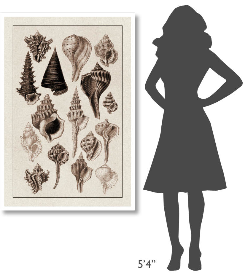 "Shells: Trachelipoda #4 (Sepia)" Digital Paper Print by G.B. Sowerby, 34"x50"