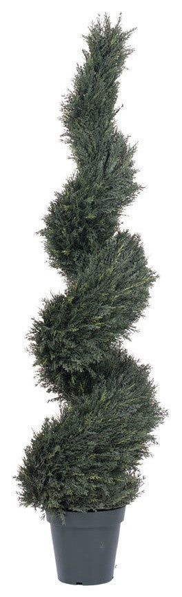 Primary product image: white background, full view of the plant; no text or diagrams; ideal standalone product shot.