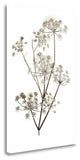 "Garden Bloom - 12" By Alan Blaustein, Giclee Print on Gallery Wrap Canvas