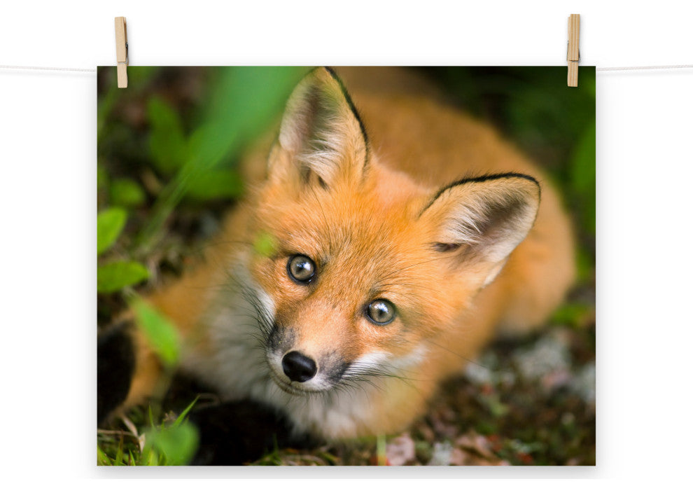 Young Red Fox Face Animal Wildlife Nature Photograph Loose Wall Art Print, 16" X 20"