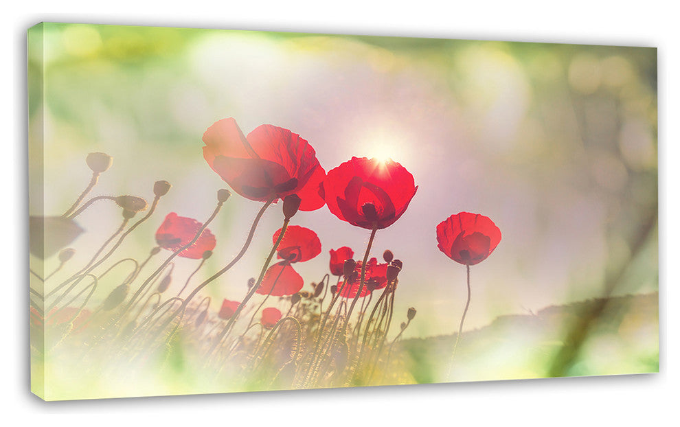 Wild Red Poppy Flowers, Floral Canvas Art Print, 32"x16"