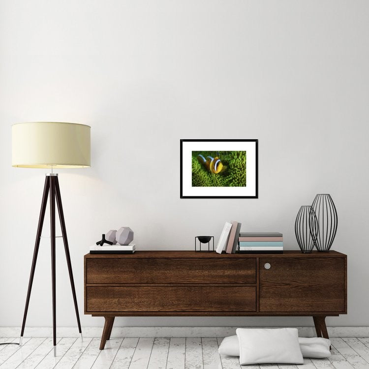"Yellow Clownfish On Green Anemon" Framed Print by Barathieu Gabriel, 26"x20"