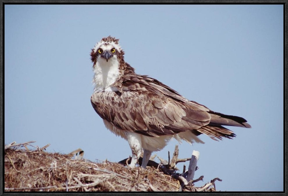 Osprey Adult Perching On Nest, Baja California, Mexico, 24"x16"