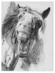 "The Critic" by Barbara Keith, Canvas Art