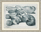 Aquatic Specimines 4, Giclee Reproduction Artwork