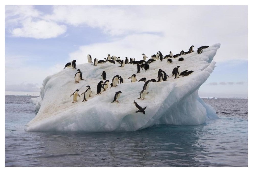 "Adelie Penguin flock on iceberg near Paulet Island" Paper Art, 62"x42"