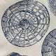 Plutus Seashell Haven Blue, cream Motif Luxury Throw Pillow, 12"x20"