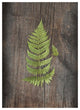 "Woodland Fern IV" Digital Paper Print by Sue Schlabach, 38"x50"
