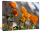 Attractive Small Yellow Flowers, Large Flower Canvas Wall Art, 40"x30"