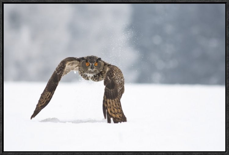 "Eurasian Eagle-Owl" Framed Canvas Giclee by Milan Zygmunt, 25x17"