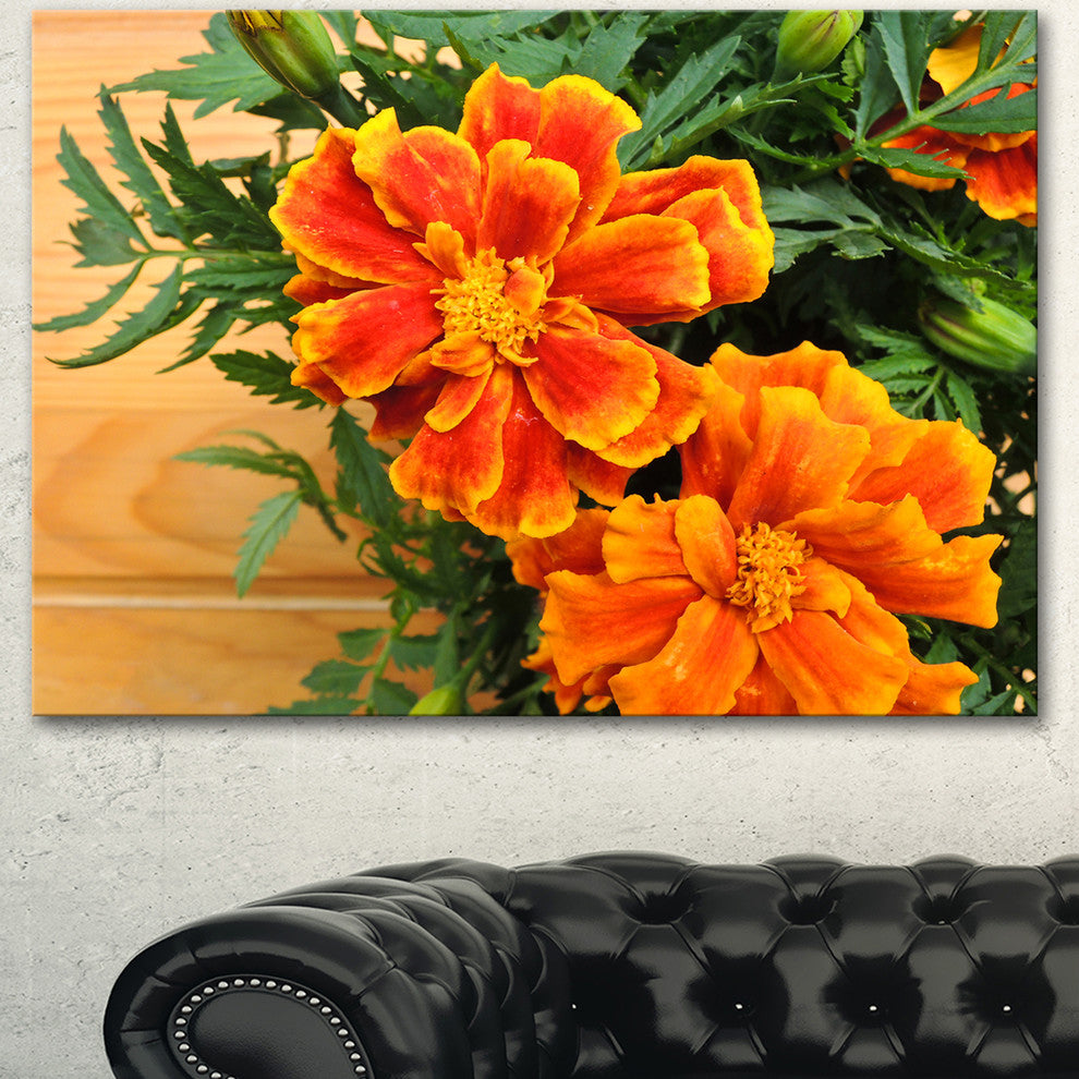 Marigold Flower on Wooden Background, Floral Canvas Art Print, 40"x30"