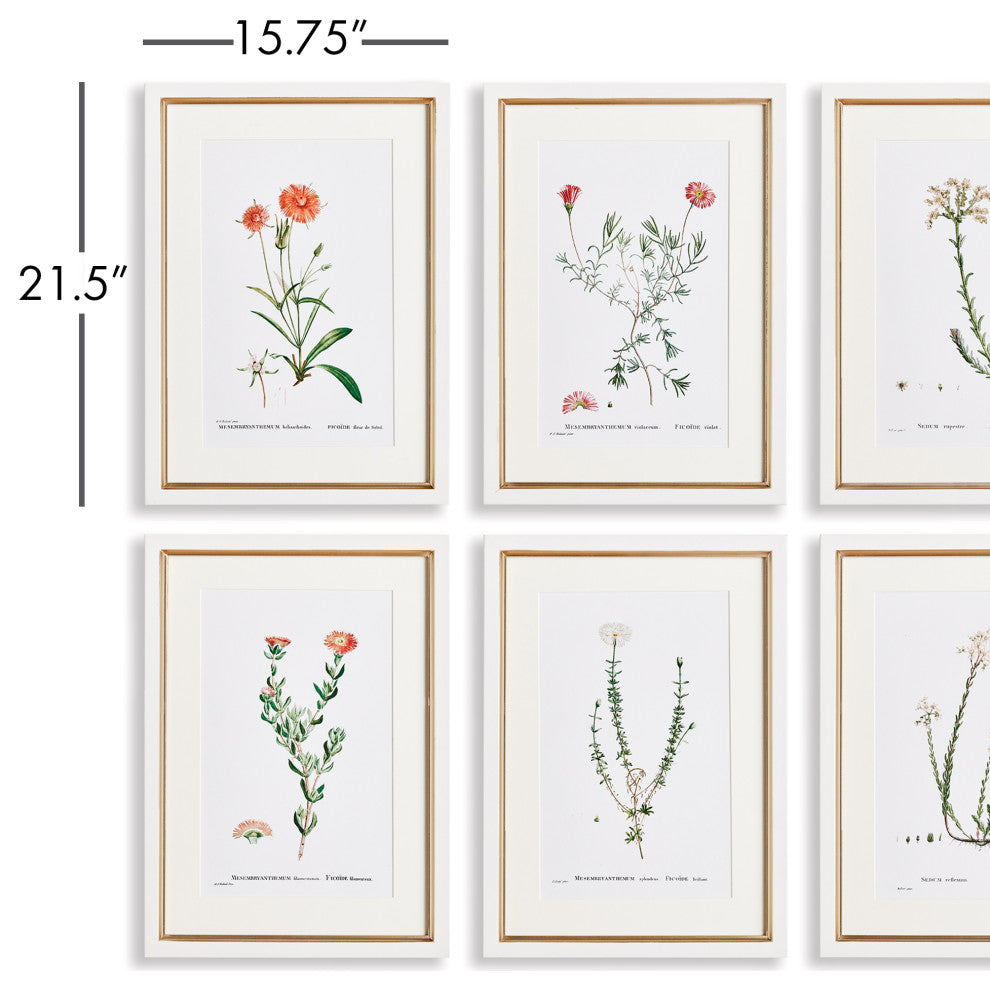 Flower Studies In Shades of Blush Gallery, Set of 6