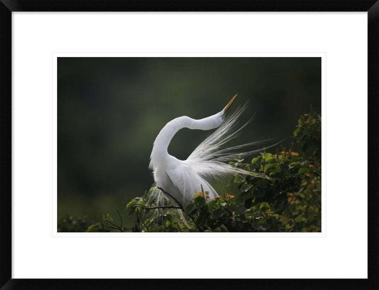 "The Moment You Will Never Forget!" Framed Print by David H Yang, 26"x20"