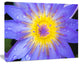 Blooming Violet Lotus Close up, Flowers Canvas Wall Artwork, 40"x30"