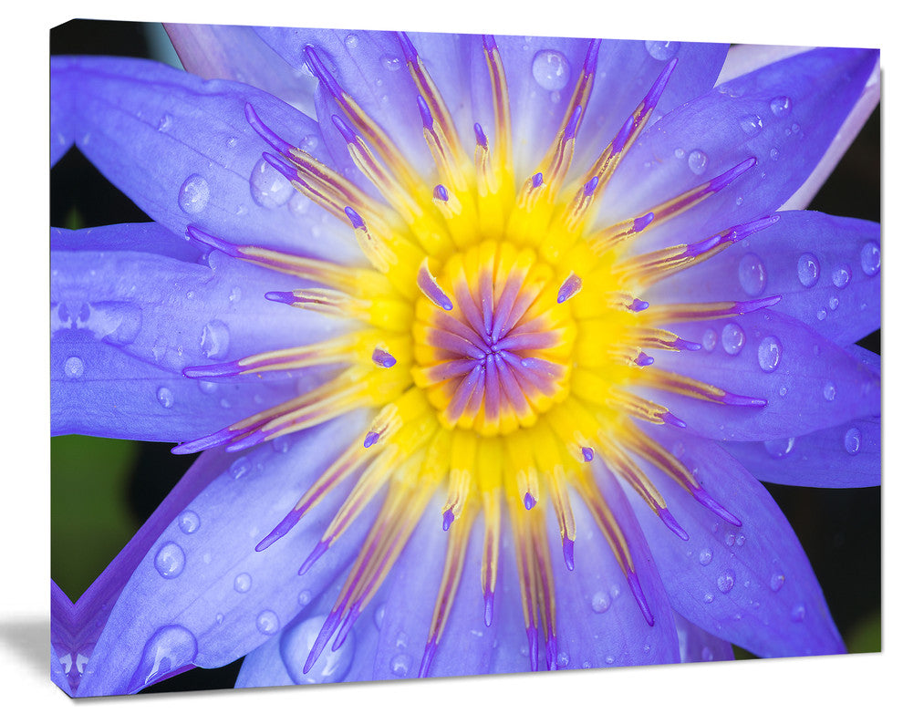 Blooming Violet Lotus Close up, Flowers Canvas Wall Artwork, 40"x30"