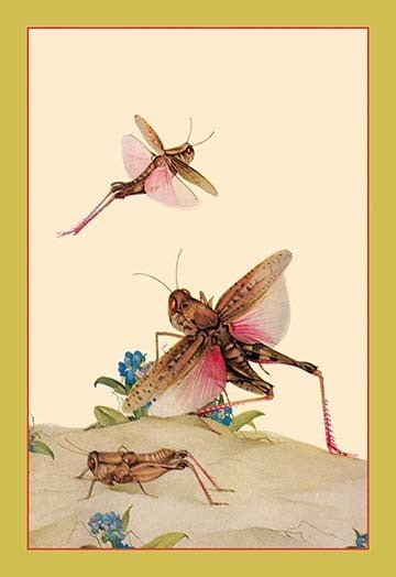 Italian Locusts - Gallery Wrapped Canvas Art 28" x 42"