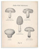 Edible Wild Mushrooms Vintage Drawing Design, 13"x19"