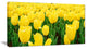 Bright Tulip Flowers in Garden, Floral Canvas Art Print, 32"x16"