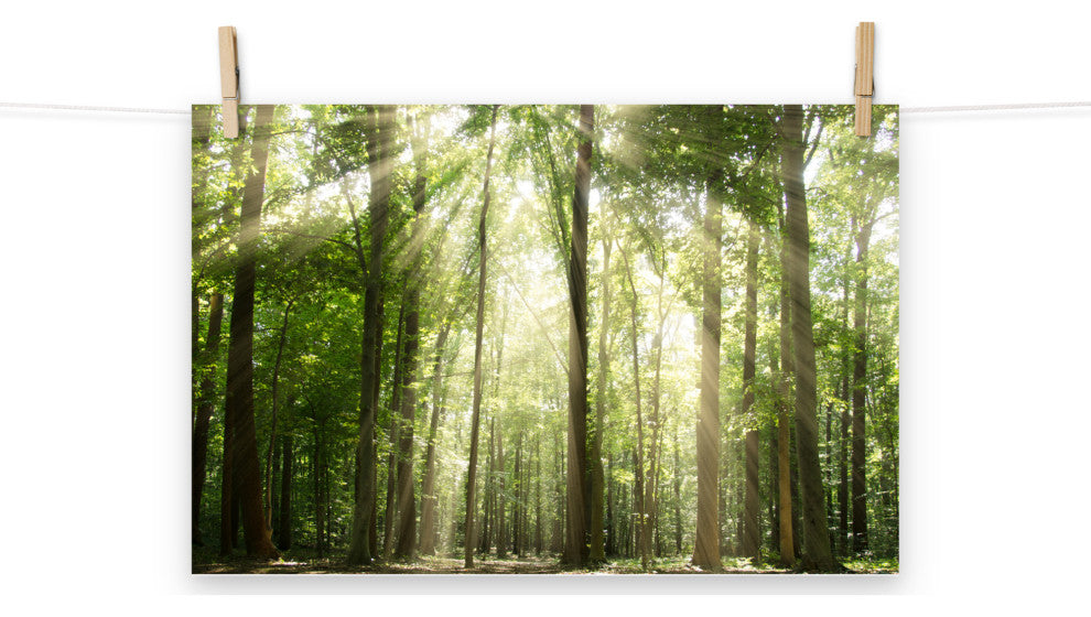 Sun Rays Through Treetops Landscape Photo Unframed Wall Art Print, 12" X 18"