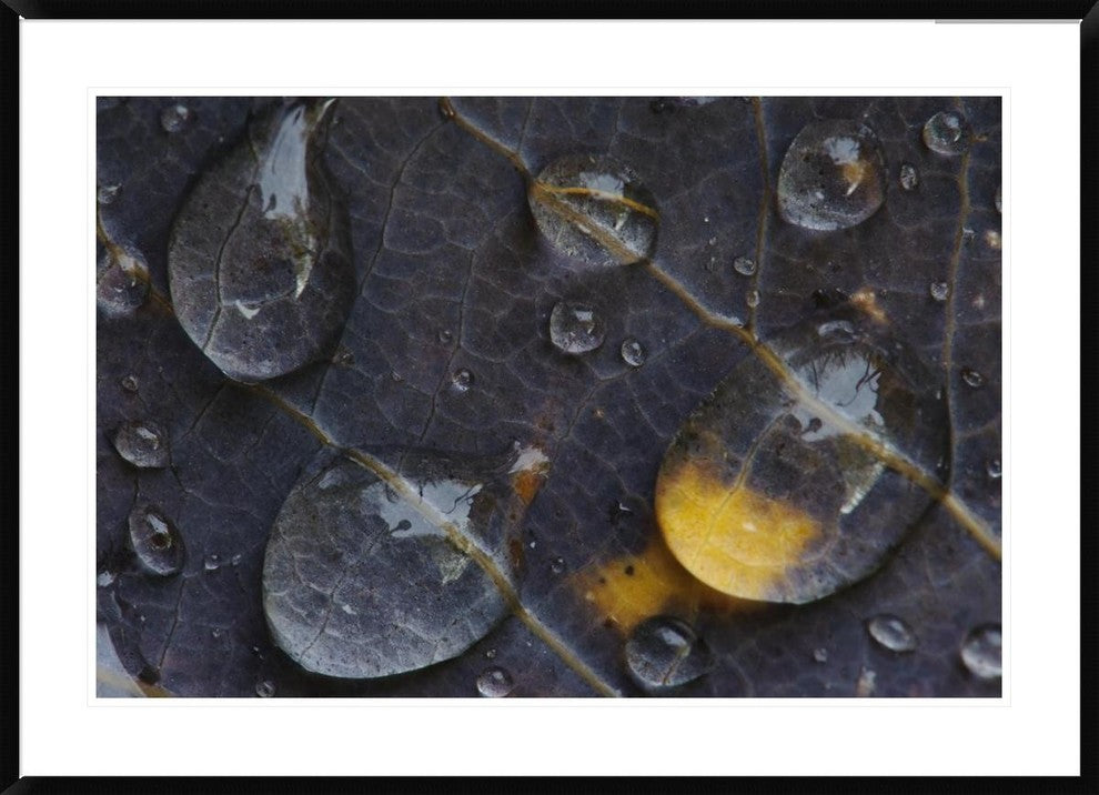 Water Drops On A Leaf, Goldenstedt, Lower Saxony, Germany, 42"x30"