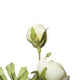 Vickerman 18" Light Green Ranunculus Bush