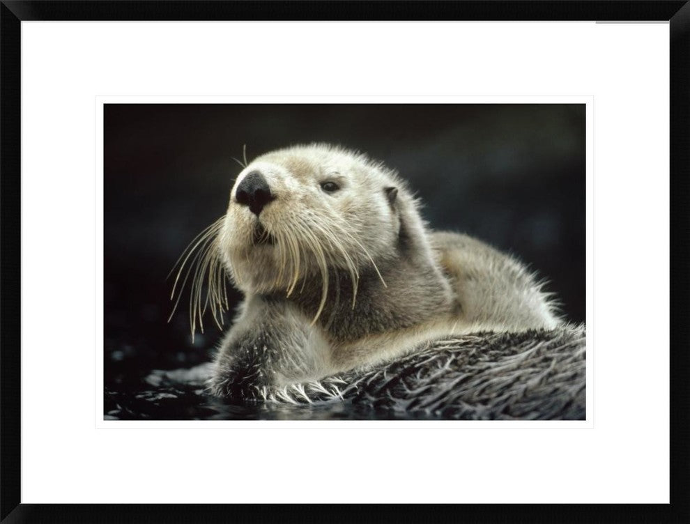 "Sea Otter floating in kelp, North America"  by Tim Fitzharris, 26x20"