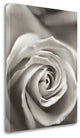 "Florison - 12" By Alan Blaustein, Giclee Print on Gallery Wrap Canvas