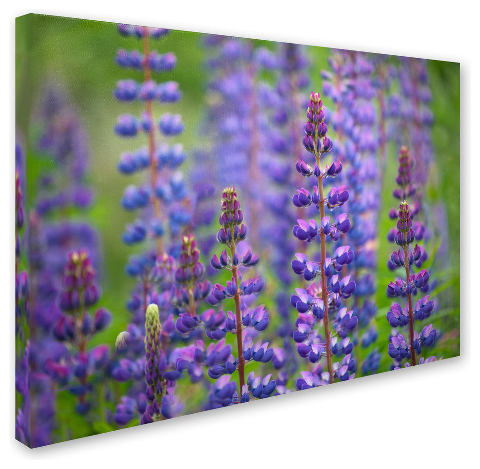 Cora Niele ''Blue Lupine Flowers'' Canvas Art