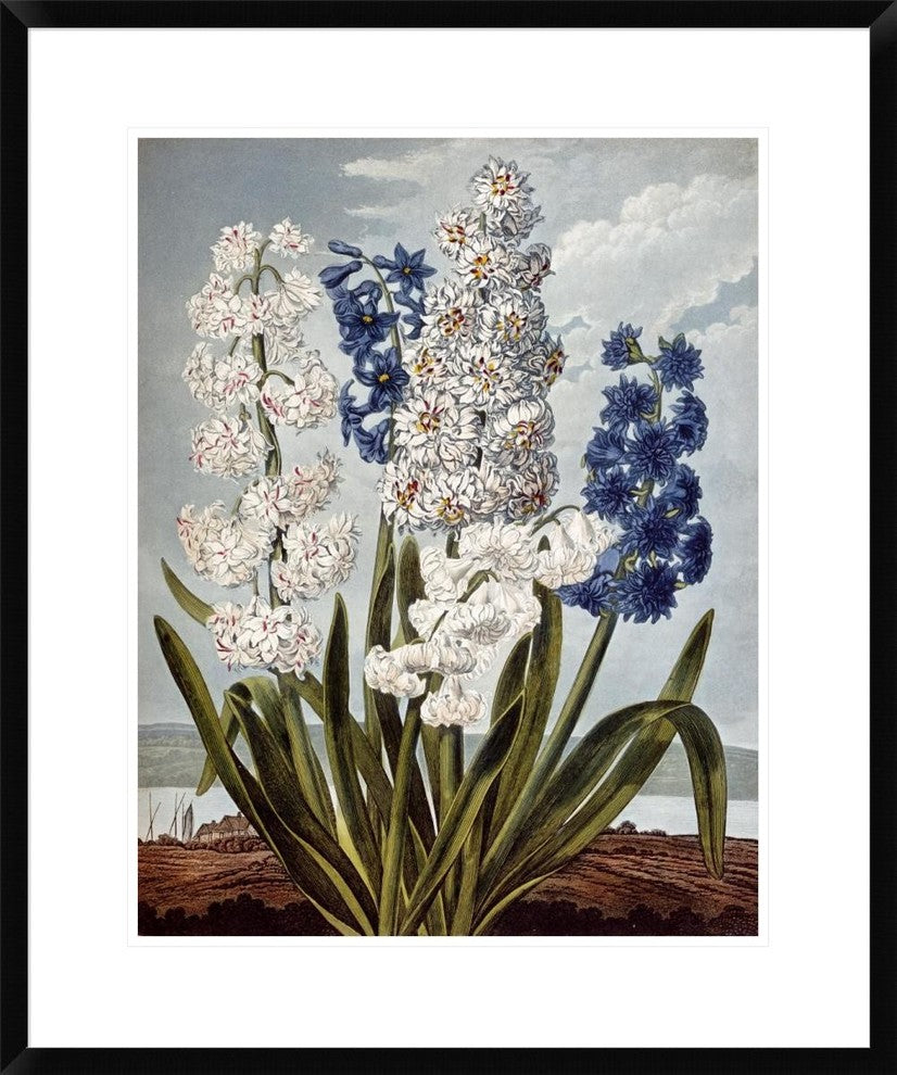 "Hyacynths" Framed Digital Print by Robert John Thornton, 25x30"