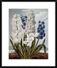 "Hyacynths" Framed Digital Print by Robert John Thornton, 25x30"