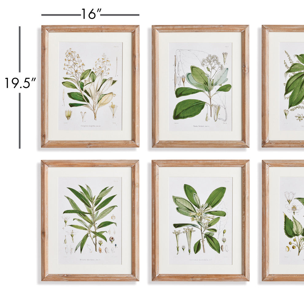 Classic Flower And Leaf Study Gallery, Set of 6