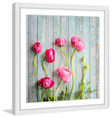 "Pink Ranunculus" Framed Painting Print