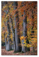 Cora Niele ''Autumn Beeches II'' Canvas Art