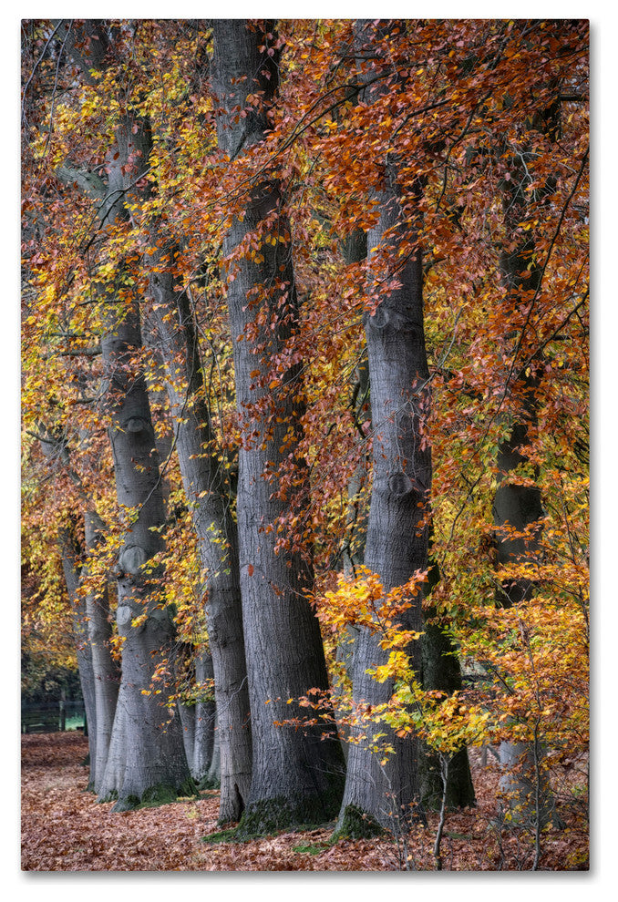 Cora Niele ''Autumn Beeches II'' Canvas Art