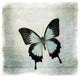 "Floating Butterfly III" Digital Paper Print by Debra Van Swearingen, 20"x20"