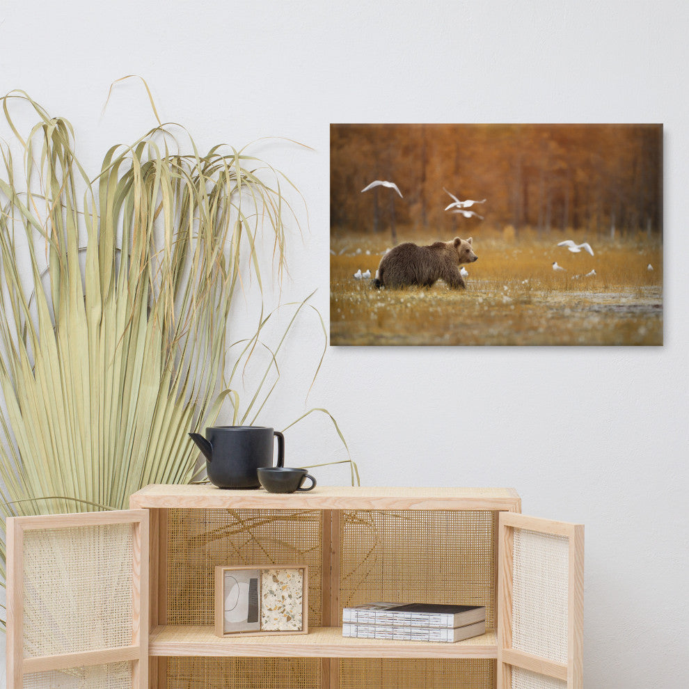 Brown Bear Crossing Marshlands Wildlife Landscape Photo Canvas Wall Art Print, 24" X 36"