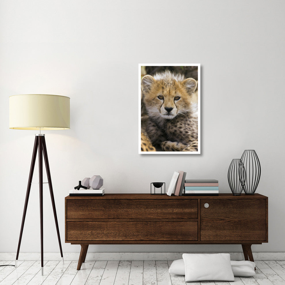 "Cheetah 10-12 week old cub portrait, Maasai Mara Reserve" Paper Art, 26"x38"