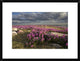 "Fireweed covered island, Hudson Bay, Canada"  by Matthias Breiter, 26x20"