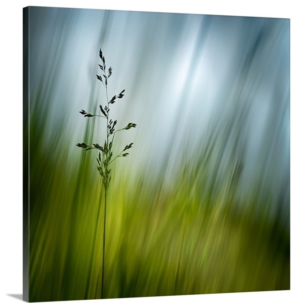 "Morning Grass" Wrapped Canvas Art Print, 24"x24"x1.5"