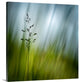 "Morning Grass" Wrapped Canvas Art Print, 24"x24"x1.5"