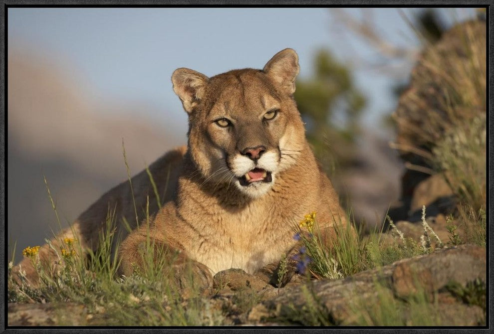 "Mountain Lion portrait, North America"  by Tim Fitzharris, 25x17"