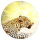Ferocious Leopard At Sunrise, Animal Round Metal Wall Art, 36"