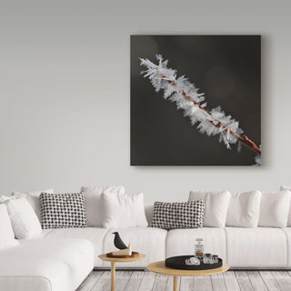 "Treasure of Nature" by Christine Sainte-Laudy, Canvas Art