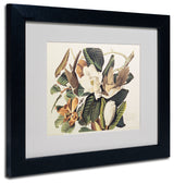 'Black-Billed Cuckoo' Matted Framed Canvas Art by John James Audubon
