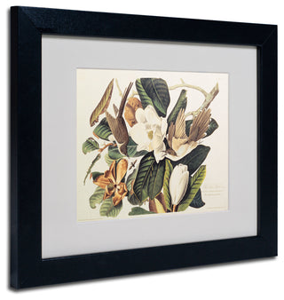 'Black-Billed Cuckoo' Matted Framed Canvas Art by John James Audubon