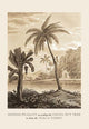 Hindu Peasant Ascending Cocoa Nut Tree- Gallery Wrapped Canvas Art 28" x 42"