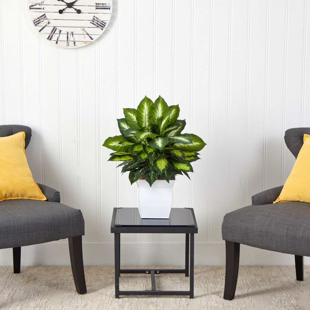 2' Golden Dieffenbachia Artificial Plant, White Metal Planter