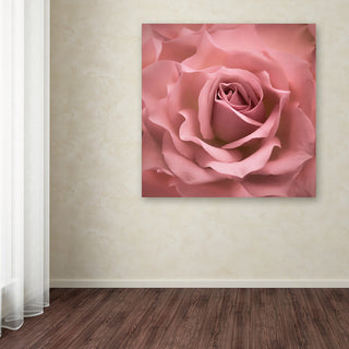 Cora Niele 'Misty Rose Pink Rose' Canvas Art
