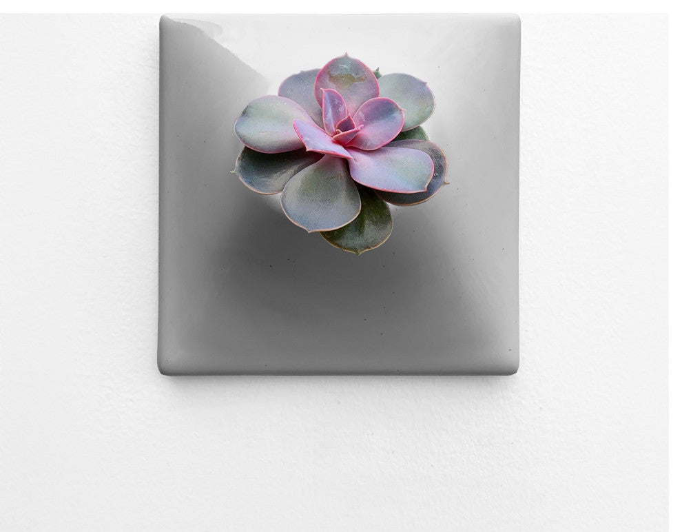 Modern Wall Planter, 6" Node, Small, Ceramic, Medium Gray